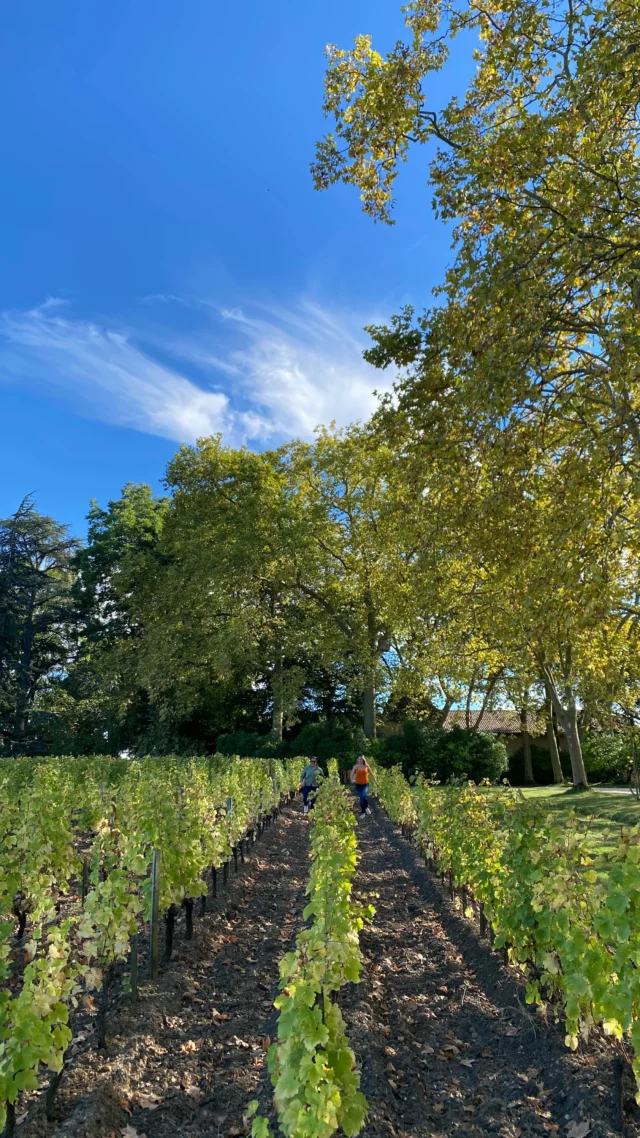 L’automne s’installe doucement dans nos vignes… et c’est magnifique ! 🍇🍂