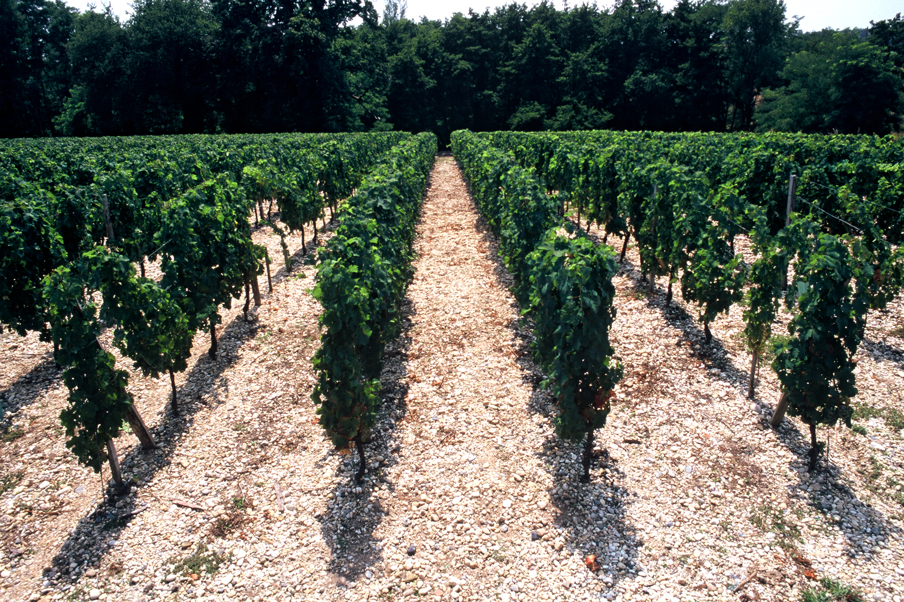 Château Brondelle - LANGON - Sud-Gironde