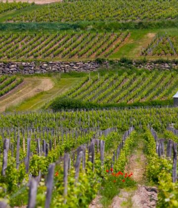 Vignoble de Sauternes