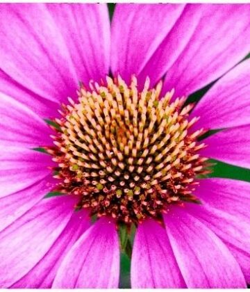 Exposition Studio Stab - Pétales