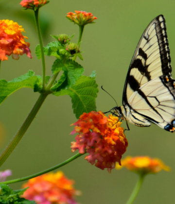 Agenda en ligne - SBT - Papillon