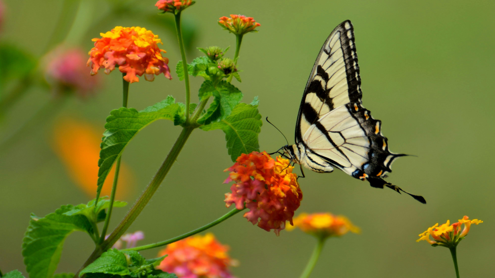 Agenda en ligne - SBT - Papillon