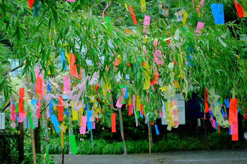 Arbre à souhaits japonais