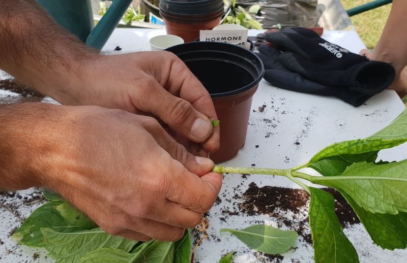 Atelier Bouturage