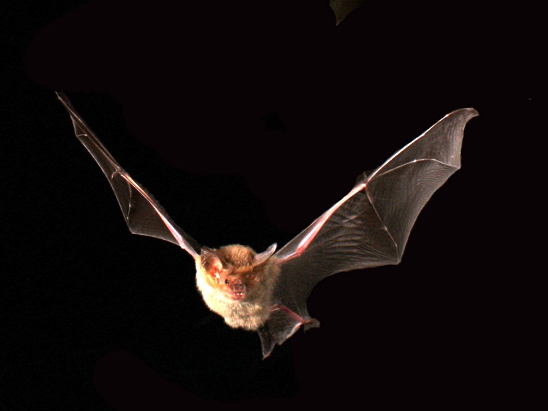 Bazas - lac de la Prade - chauve souris - par Michael Pennay
