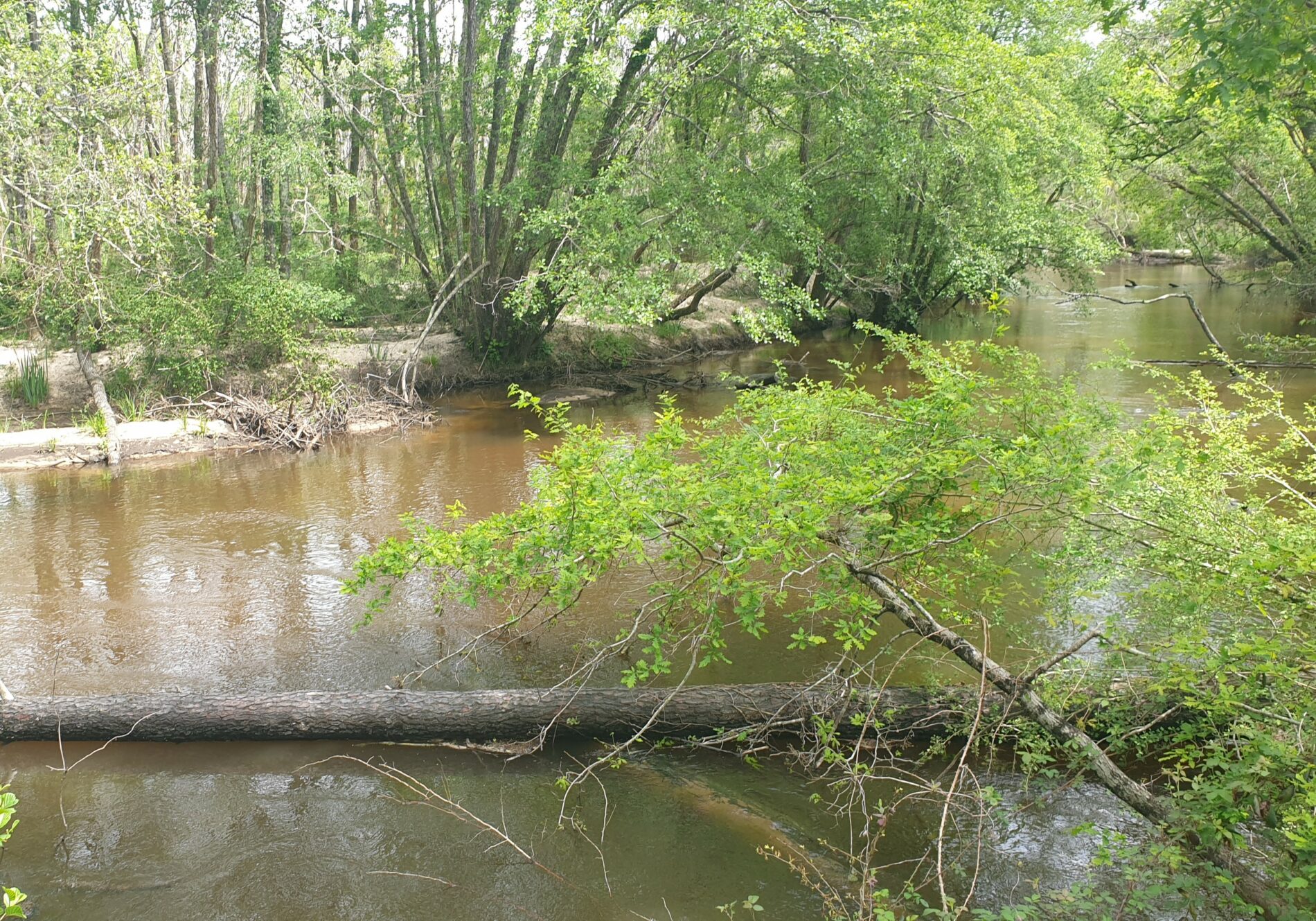 Belvédère du Ciron 1