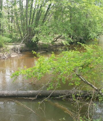 Belvédère du Ciron 1
