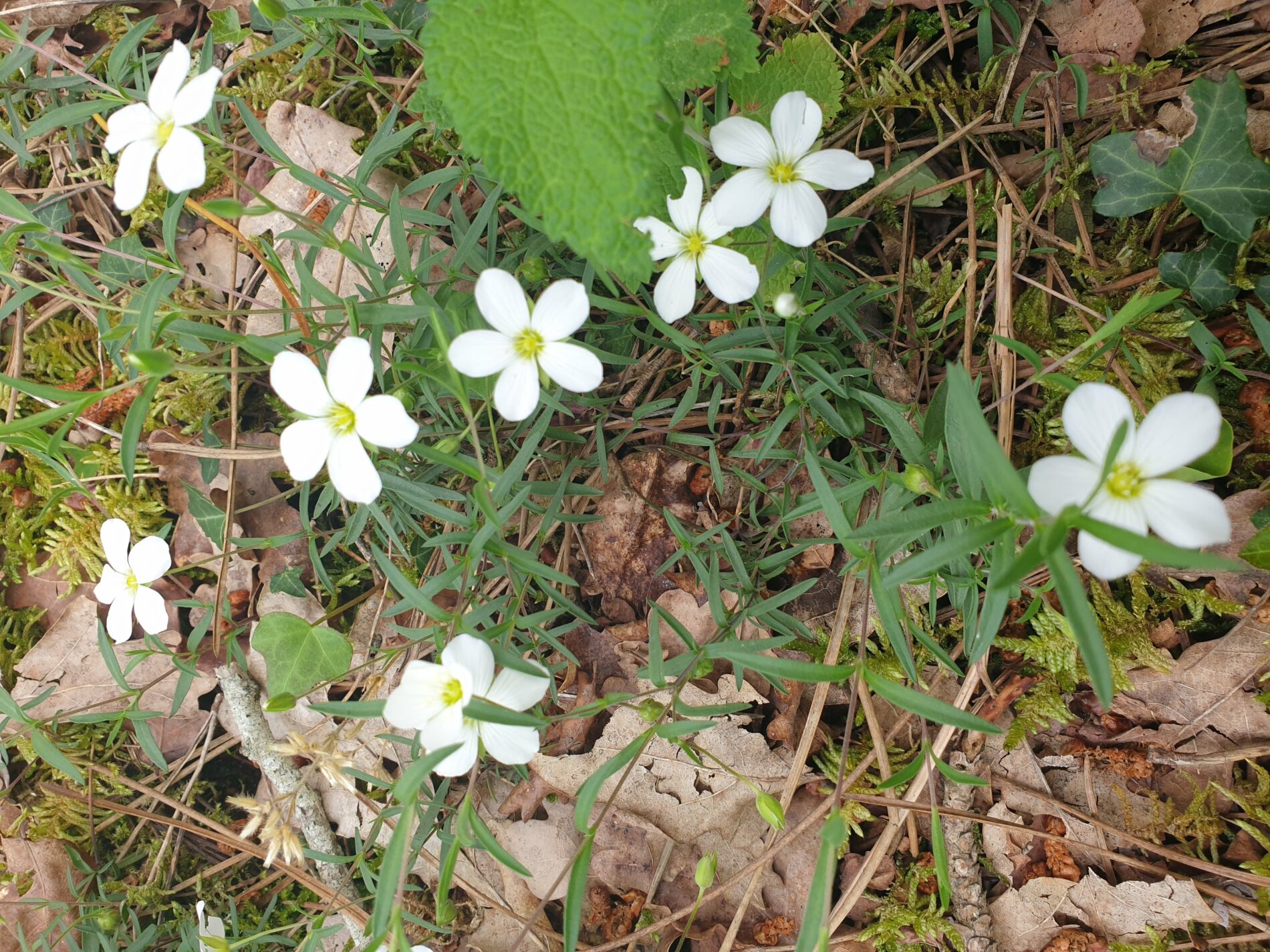 Belvédère du Ciron 5