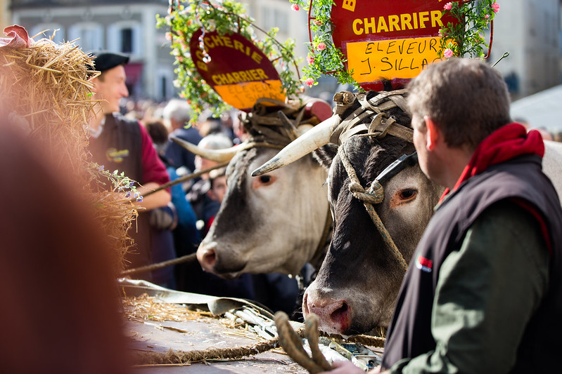 Boeuf gras