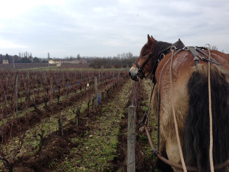 Destination Garonne, Château la Clotte Cazalis, Barsac