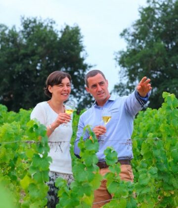 Découverte du vignoble