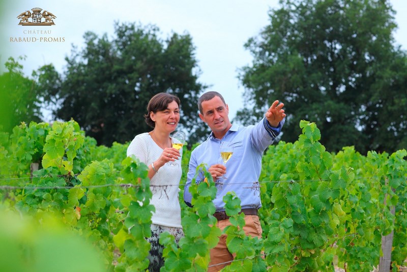 Découverte du vignoble