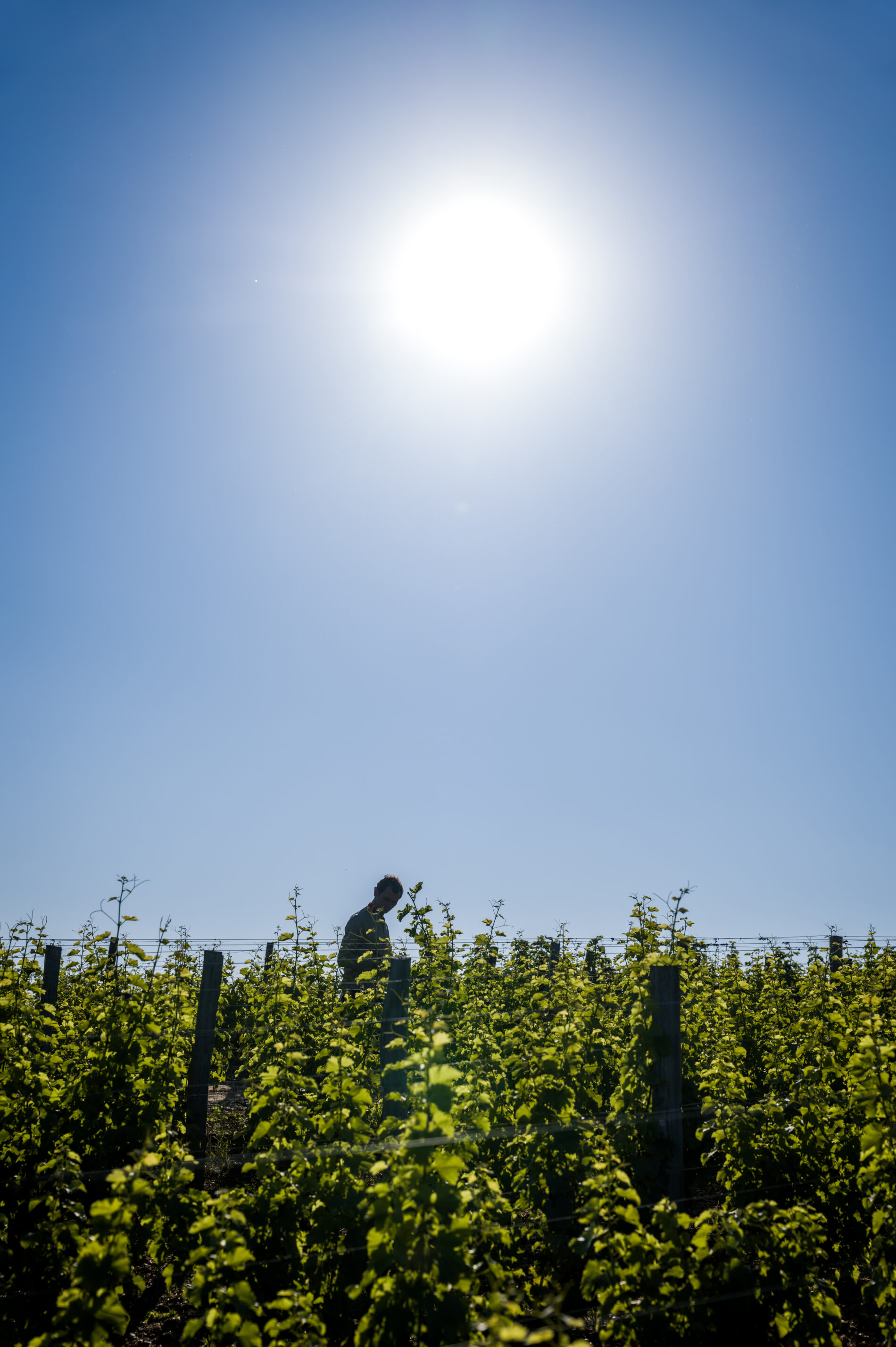Château d'Yquem (C) Christophe Goussard  (5)