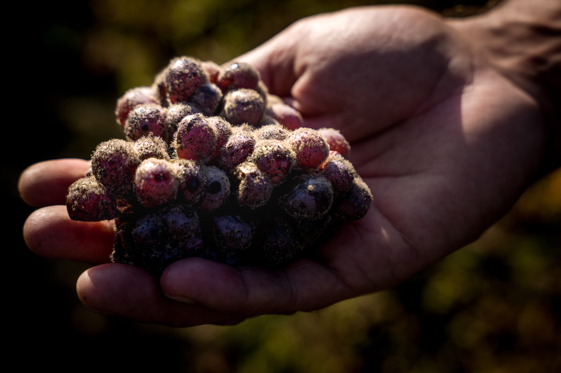 Château d'Yquem (C) Christophe Goussard  (8) - Copie