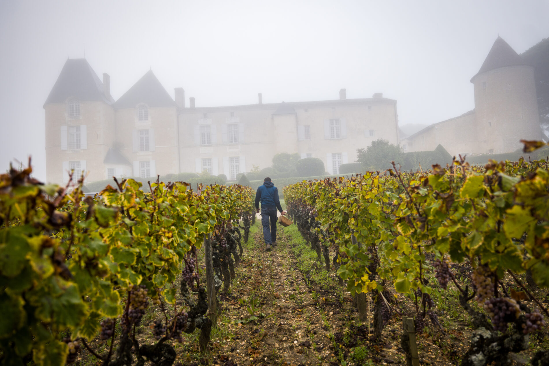 Château d'Yquem (C) Christophe Goussard  (9)