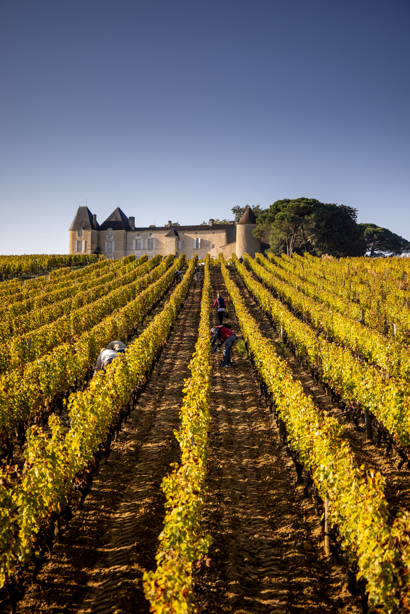 Château d'Yquem (C) Deepix (13)