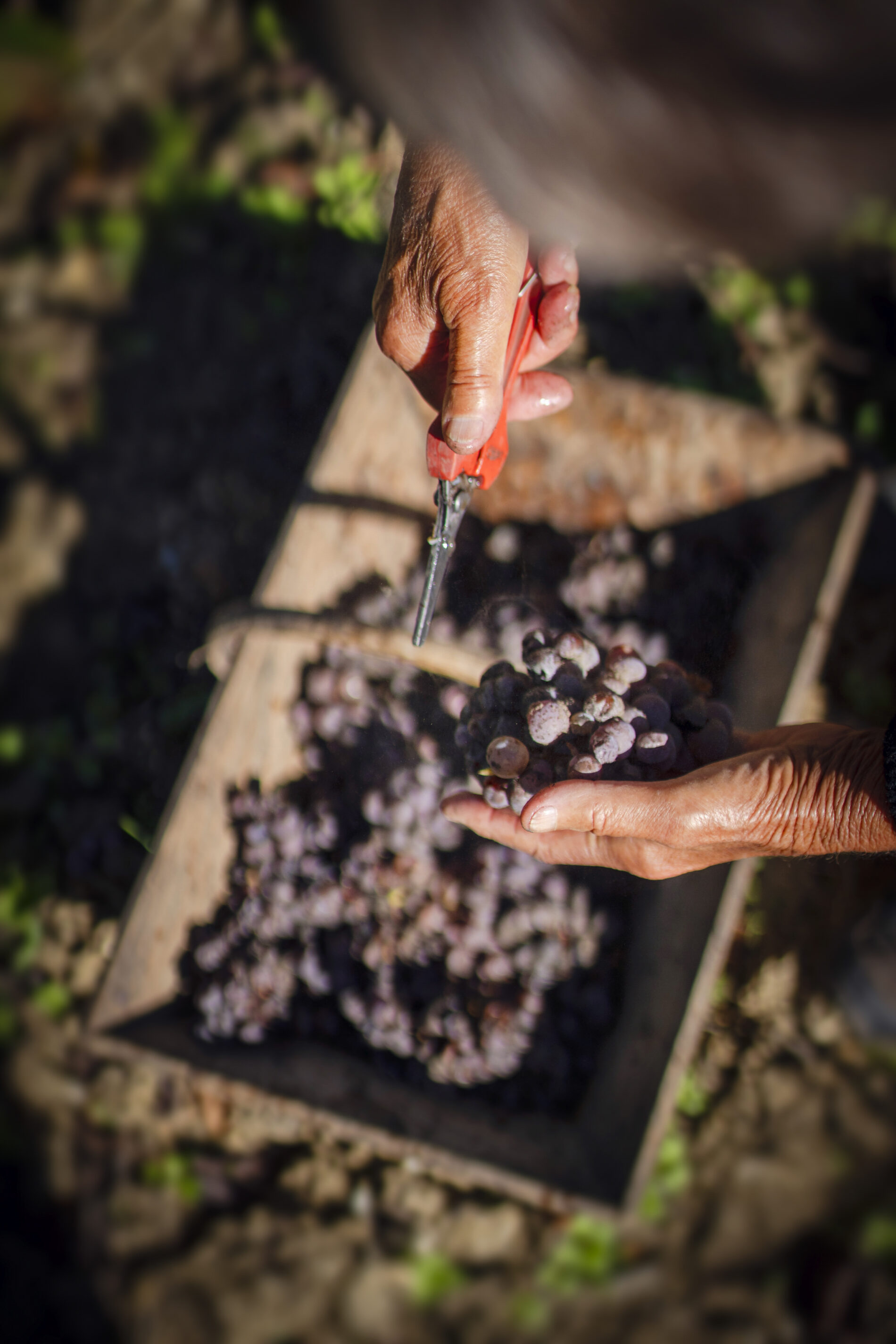 Château d'Yquem 2024 (C) Federico Garcia (46)