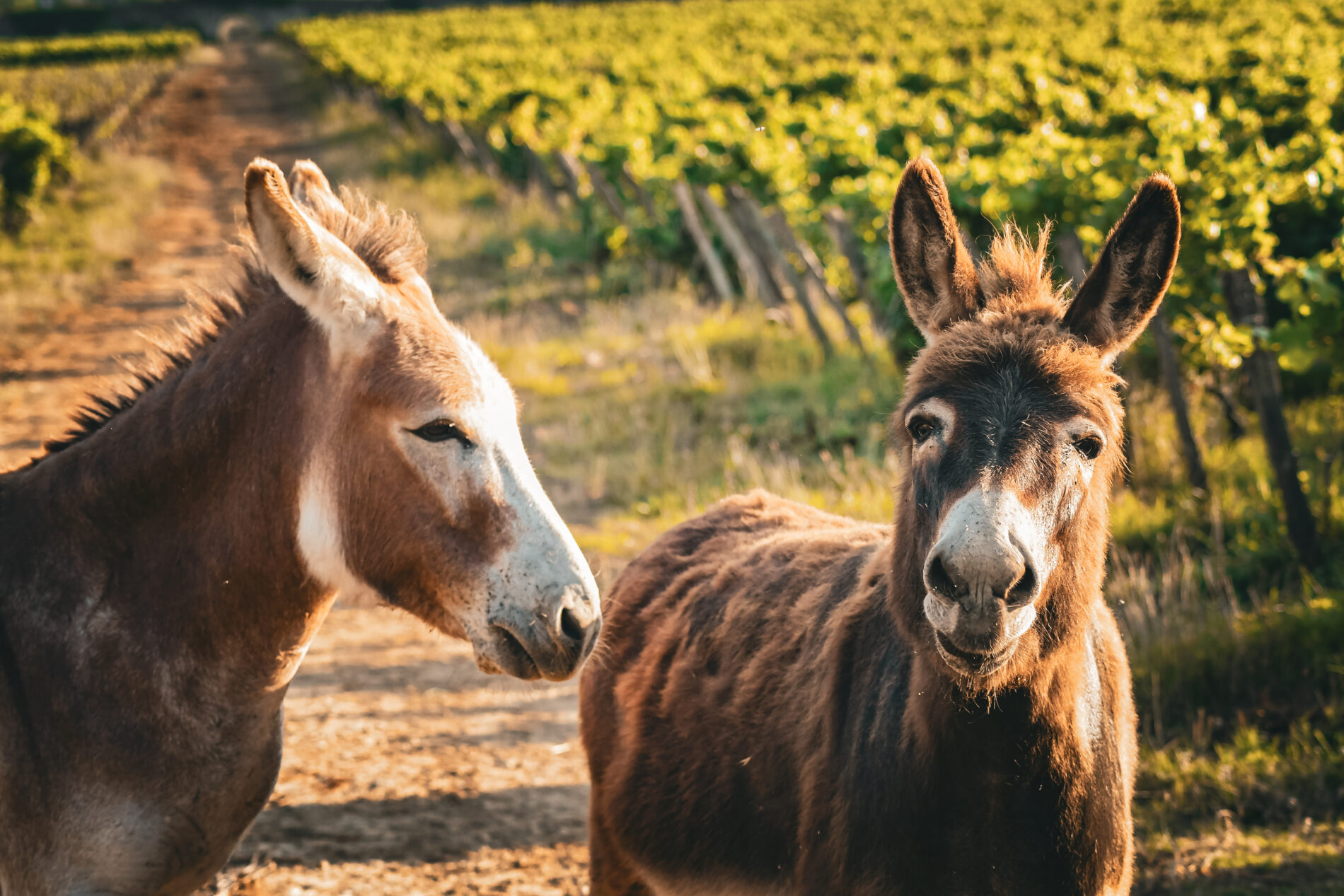 Fenouil & Camomille 2024-07