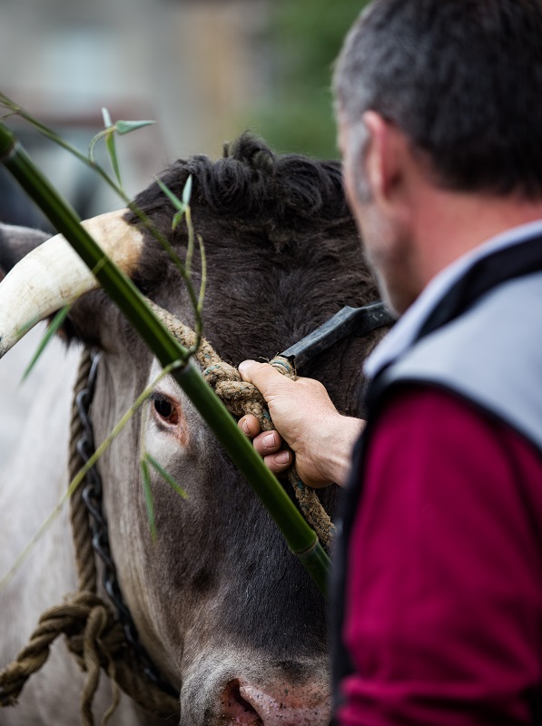 Fête des Boeufs Gras de Bazas - ph. DR