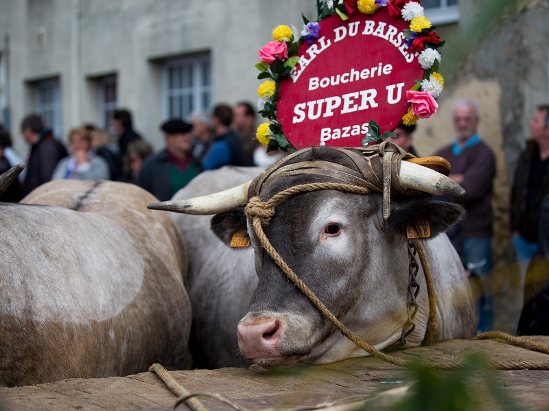 Fête des Boeufs Gras de Bazas - ph. DR