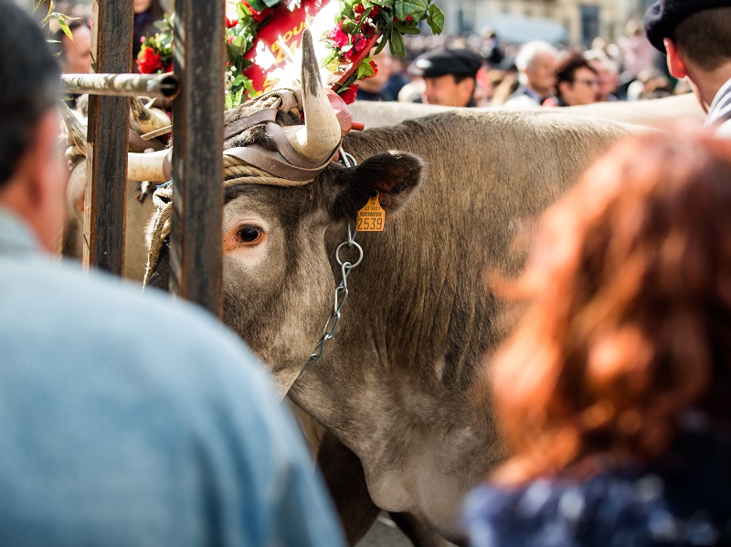 Fête des Boeufs Gras de Bazas - ph. DR