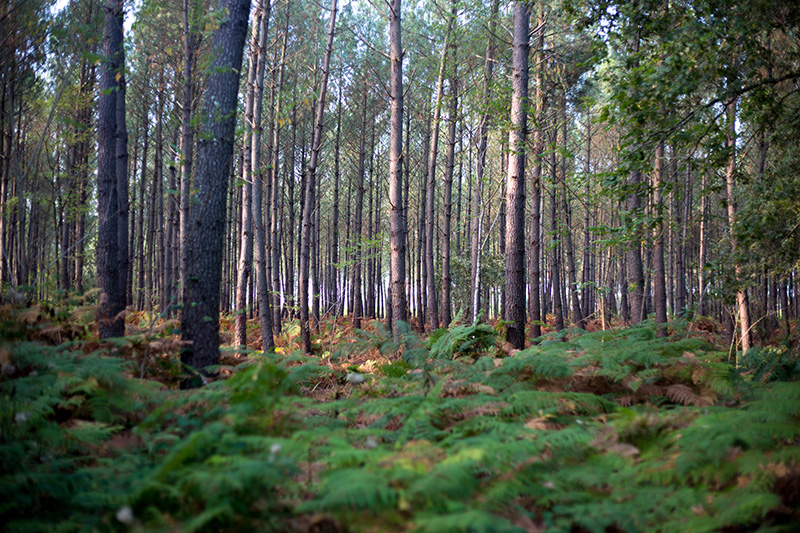 Forêt Saint-Symphorien