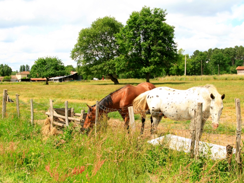Gajac - ferme de Peyrot (11)