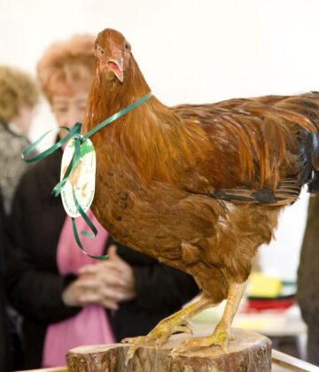 Grignols - Foire aux chapons5