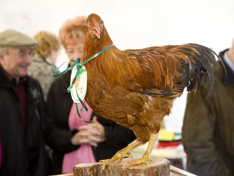 Grignols - Foire aux chapons5