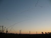 Grues GrandVol_EntréeCaptieuxSoir_CF