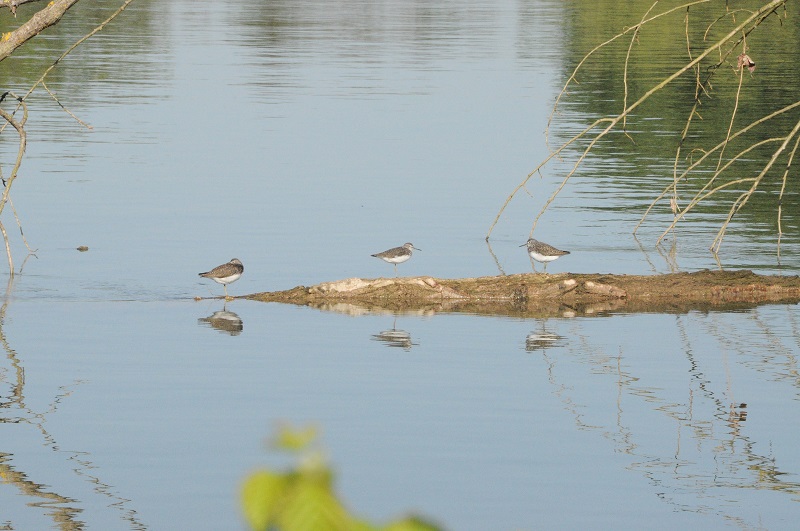 Ile4-Bastien-Campistron-2