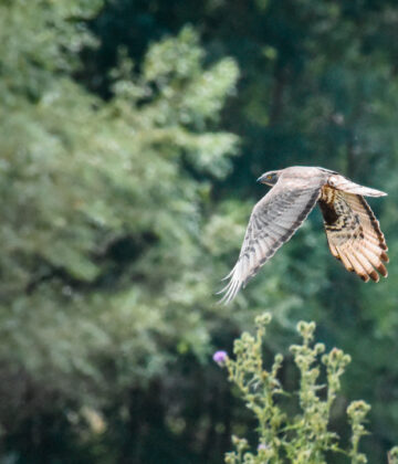 Destination Garonne, Ile de Raymond, Paillet