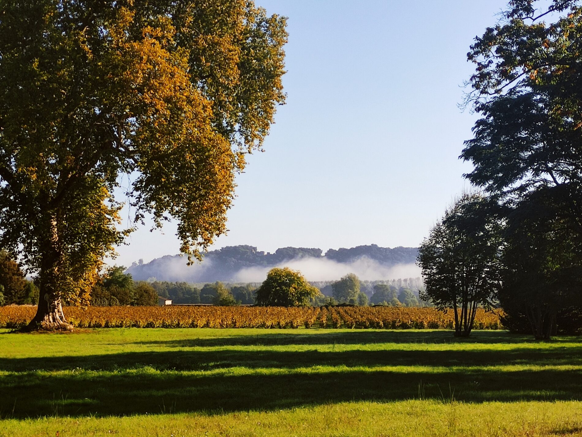 LMLM_vigne-en-automne