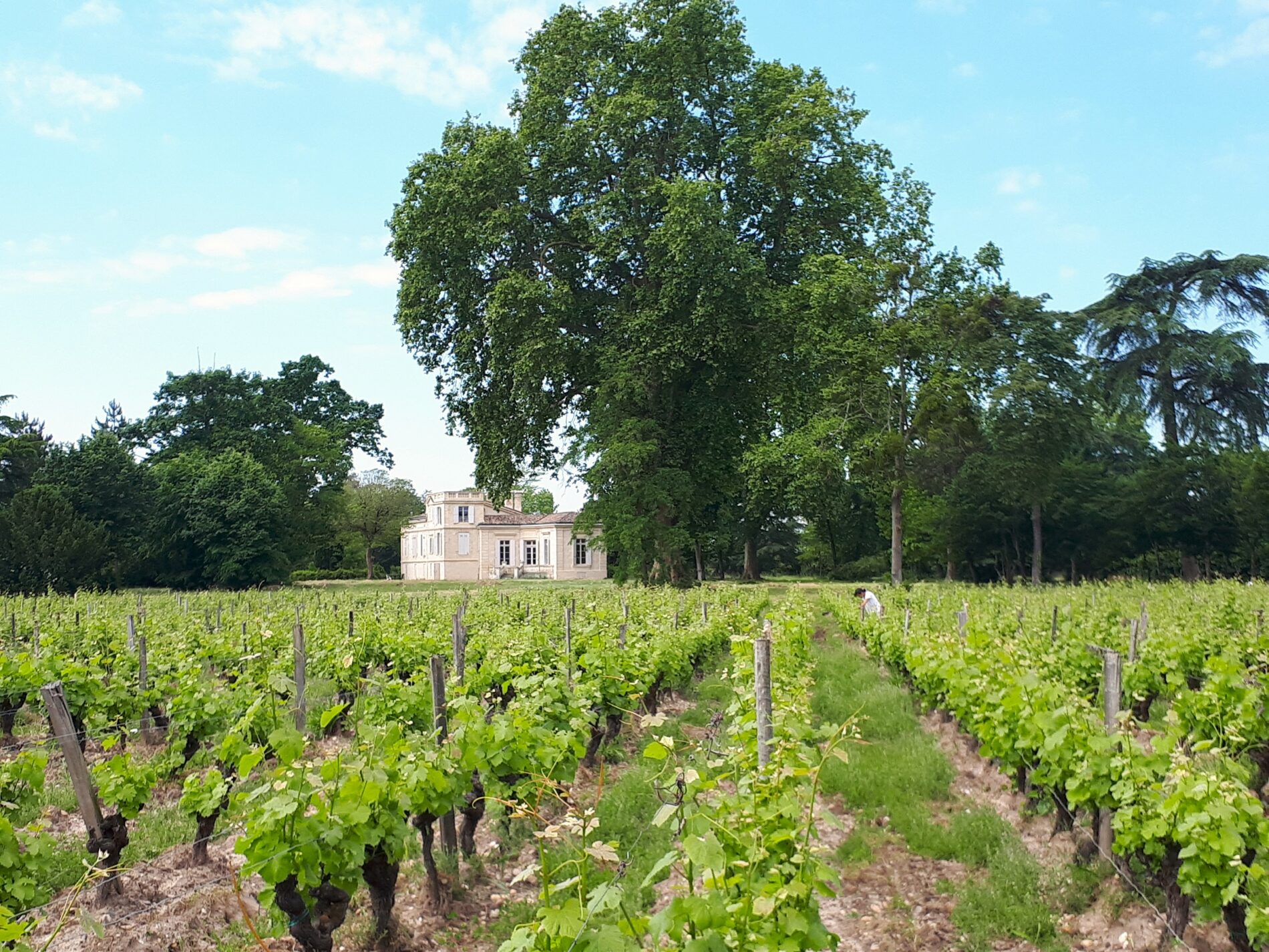 LMLM_vigne-et-château