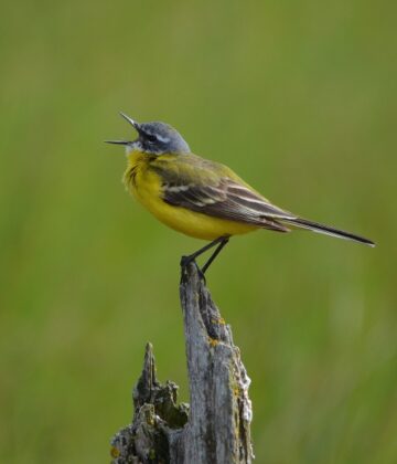 Lac de la Prade - bergeronnette printannière - godinou