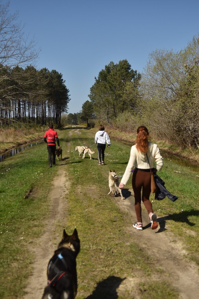 Mush Gironde - LA GIRONDE DU SUD - Saint-Maixant