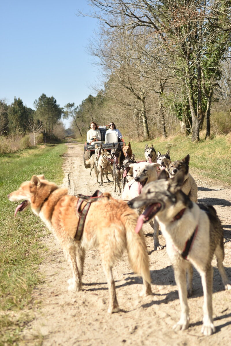 Mush Gironde - LA GIRONDE DU SUD - Saint-Maixant