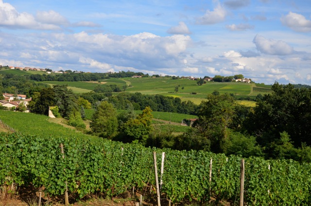 Destination Garonne, Le Côteau des vignes, Laroque