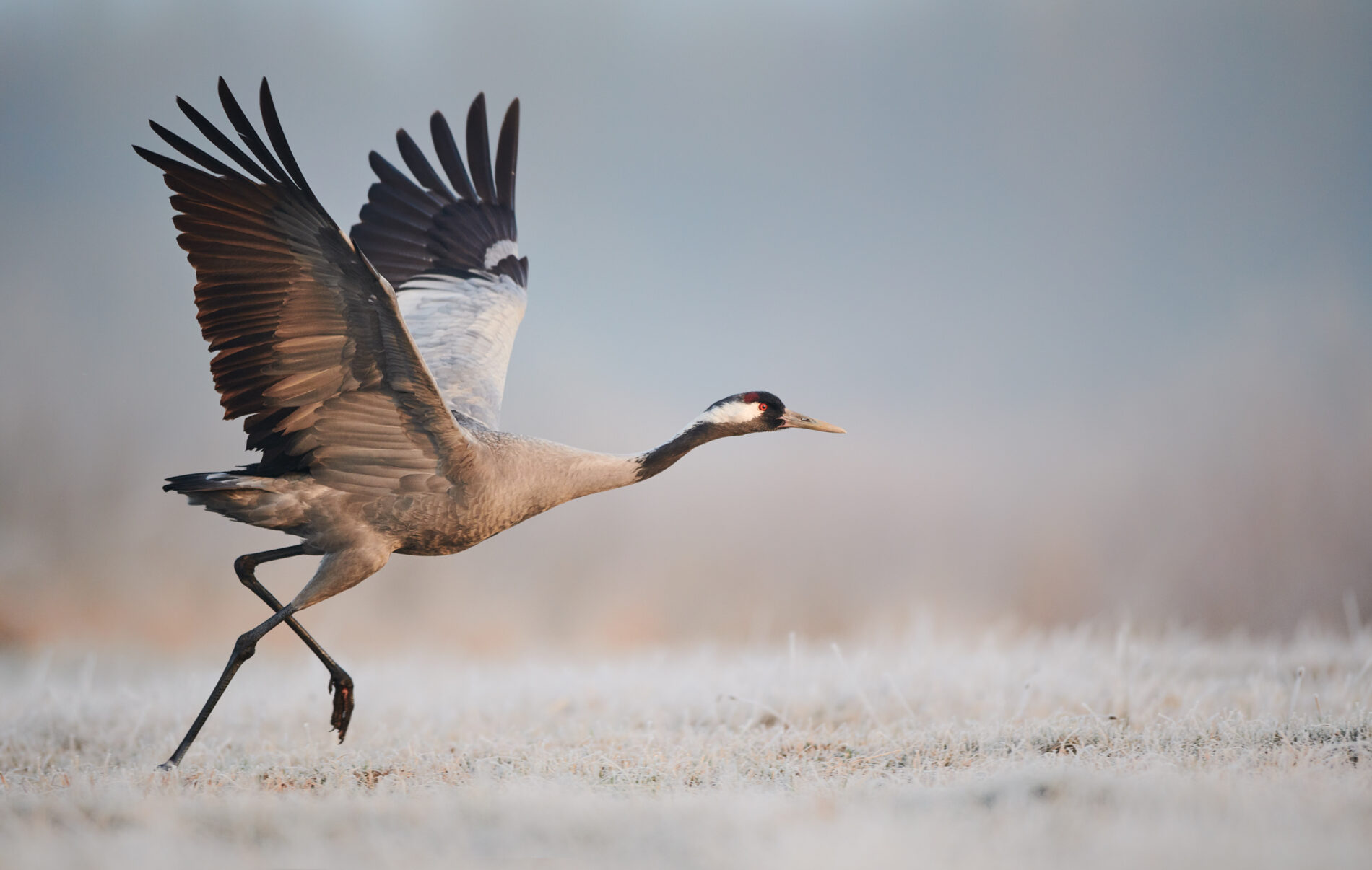 Oiseau_Grue_cendrée_51_AdobeStock_PNRLG