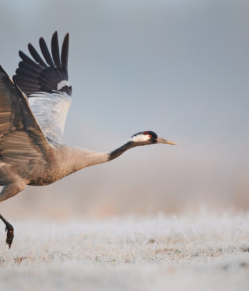 Oiseau_Grue_cendrée_51_AdobeStock_PNRLG