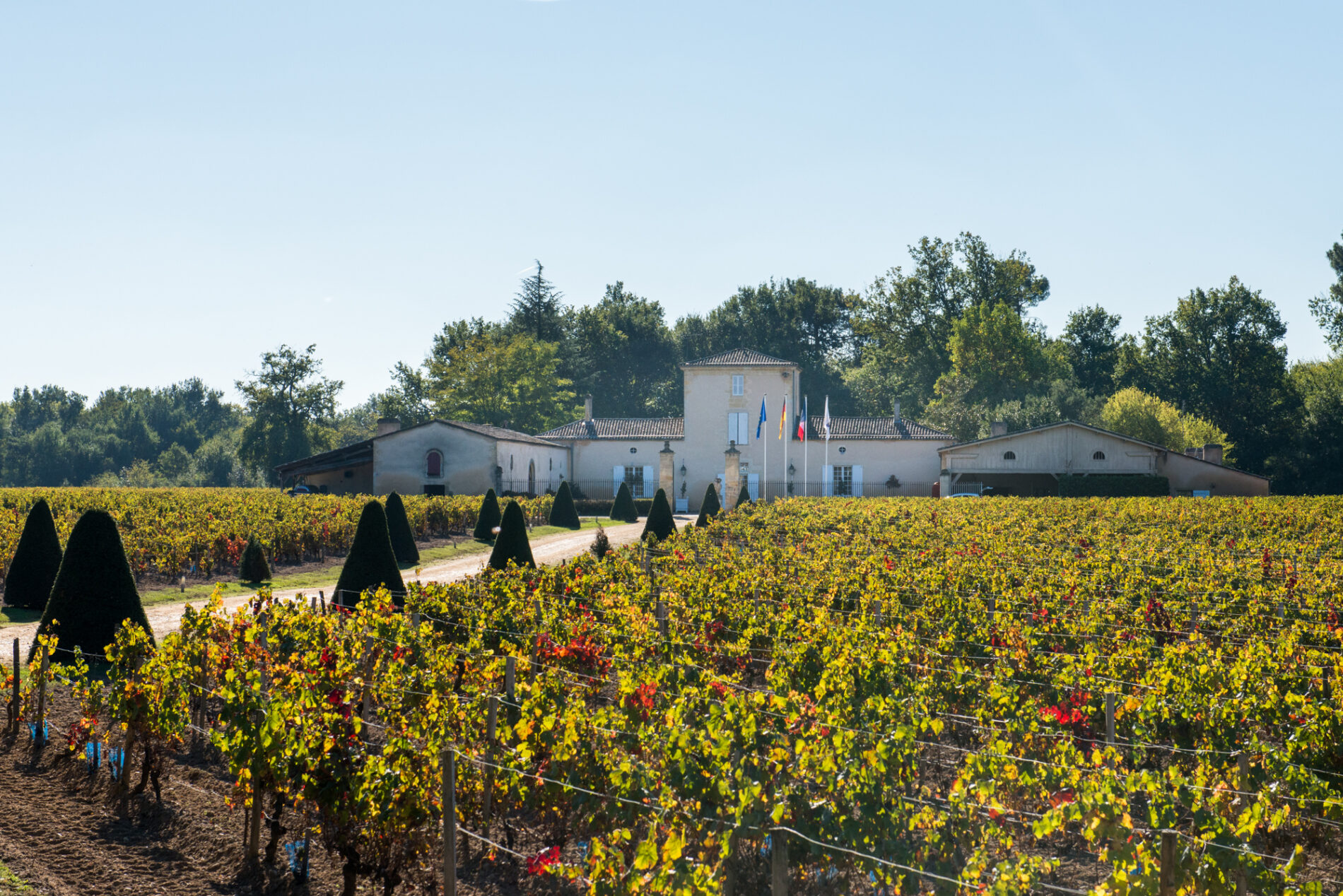 PHOTO GRAND BOS DEPUIS VIGNES.8