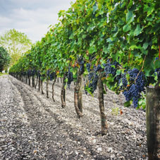 Photo vigne eug