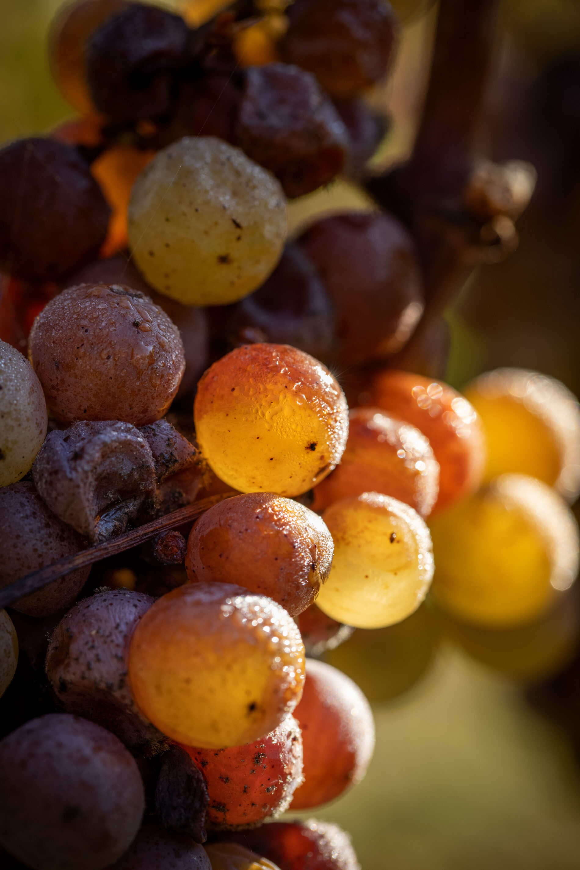 Raisin Château d'Yquem @Deepix