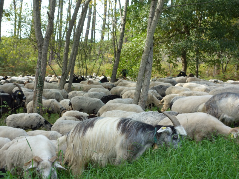 Route de la transhumance (1)
