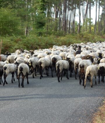 Route de la transhumance (2)