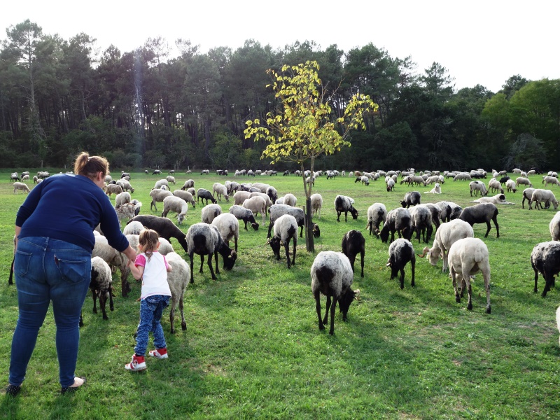 Route de la transhumance (3)