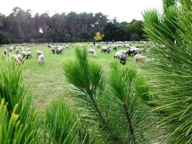 Route de la transhumance (4)