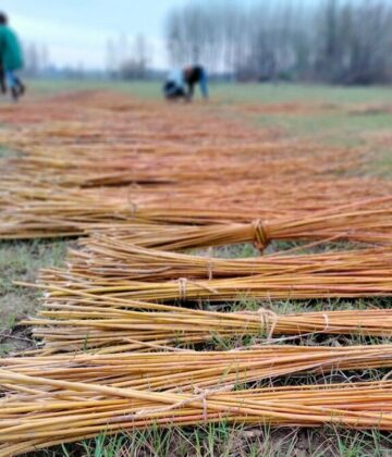 Taille de l'osier Saint-Macaire