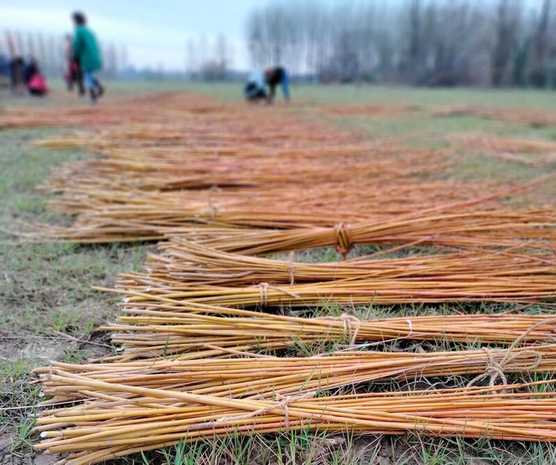 Taille de l'osier Saint-Macaire