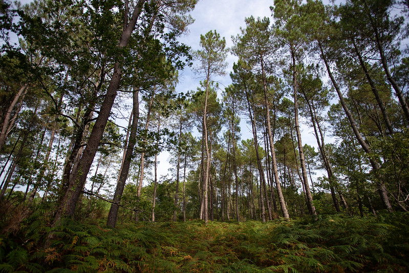 Tour de Gironde - PNR Landes de Gascogne